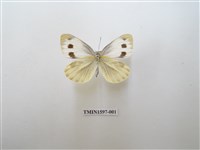 藏品(緣點白粉蝶)的圖片